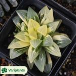 Pachyphytum Coconut Tree