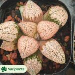 Echeveria Fink Cristata