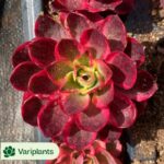 Haworthia Glass Compto