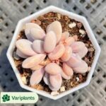 Echeveria Agavoides
