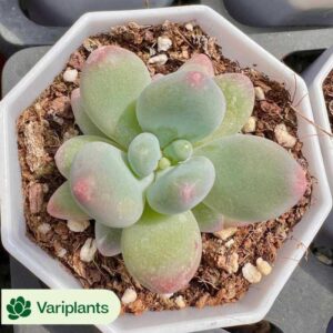 Echeveria Setosa Var. Deminuta F. Cristata