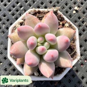 Echeveria Emerald Tower Clustering