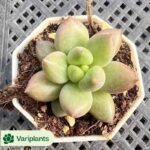 Echeveria Chihuahua Hybrid