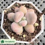 Echeveria Blueberry