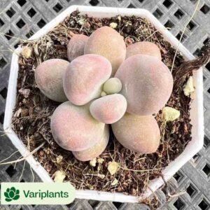 Echeveria Blueberry