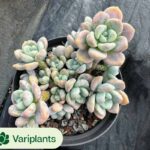 Echeveria Meng Ji