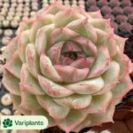 Echeveria Baby Surprise Clustering