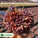 Echeveria Flame Rose Clustering