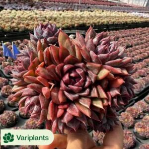 Echeveria Flame Rose Clustering