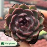 Echeveria Crape Myrtle
