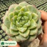 Echeveria German Champagne Monstrose