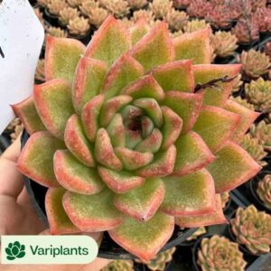 Echeveria Snow Tea