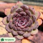 Echeveria Snow Crisp