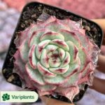 Echeveria Meiya
