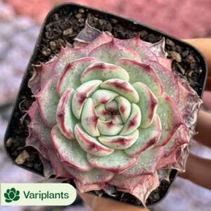 Echeveria Meiya