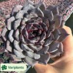 Echeveria Minima clustering