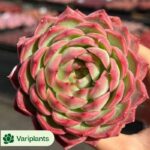 Echeveria Yo-yo