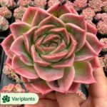 Echeveria Aocheng