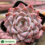 Echeveria Black Dumpling