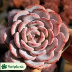 Echeveria Red Tea
