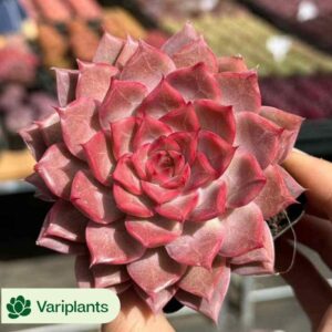Echeveria Tanggula