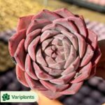 Echeveria Carol Cristata
