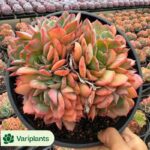 Echeveria Green Stone Clustering