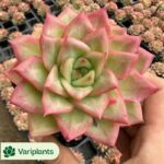 Echeveria Ling Snow Cristata