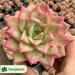 Echeveria Ling Snow Cristata