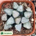 Echeveria Wedding Ring
