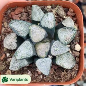 Echeveria Wedding Ring