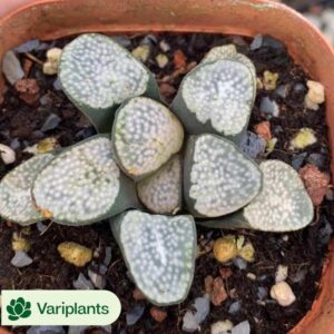 Echeveria Ice Jade 2