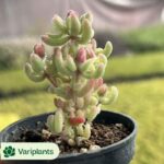 Echeveria Jelly