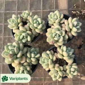 Echeveria Shaunbride Cristata