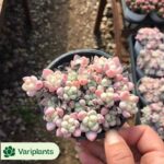Echeveria Keralean
