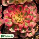 Haworthia Glass Compto