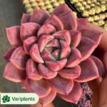 Echeveria Red Ivory