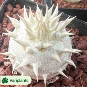 Echeveria Sugar Tri-color