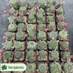 Echeveria Seersucker