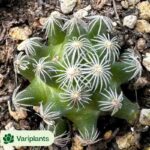 Echeveria Zhifou