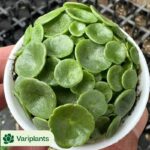 Echeveria Peach Blossom Clustering