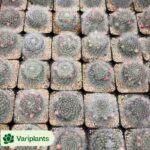 Echeveria Ice Rose Variegated