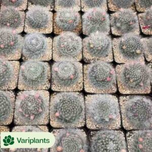 Echeveria Ice Rose Variegated