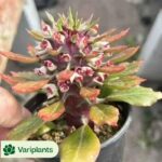 Echeveria Qingqing
