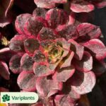 Cotyledon Orbiculata. Variegated