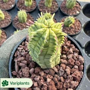 Echeveria Orange