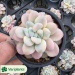 Echeveria Blue bird