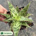 Echeveria Ivory Clustering