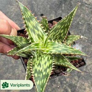 Echeveria Ivory Clustering