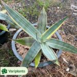 Echeveria Crystal